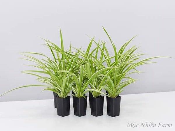 Cây lan chi có rất nhiều ý nghĩa may mắn.