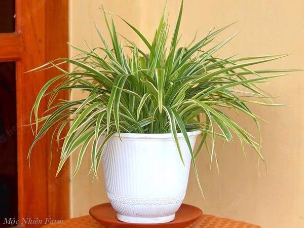 Cây lan chi tốt cho sức khỏe, tuy không phổ biến để điều trị bệnh tại Việt Nam.