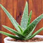 Lô hội (Aloe vera) là gì? Tác dụng, cách dùng, tác dụng phụ của lô hội