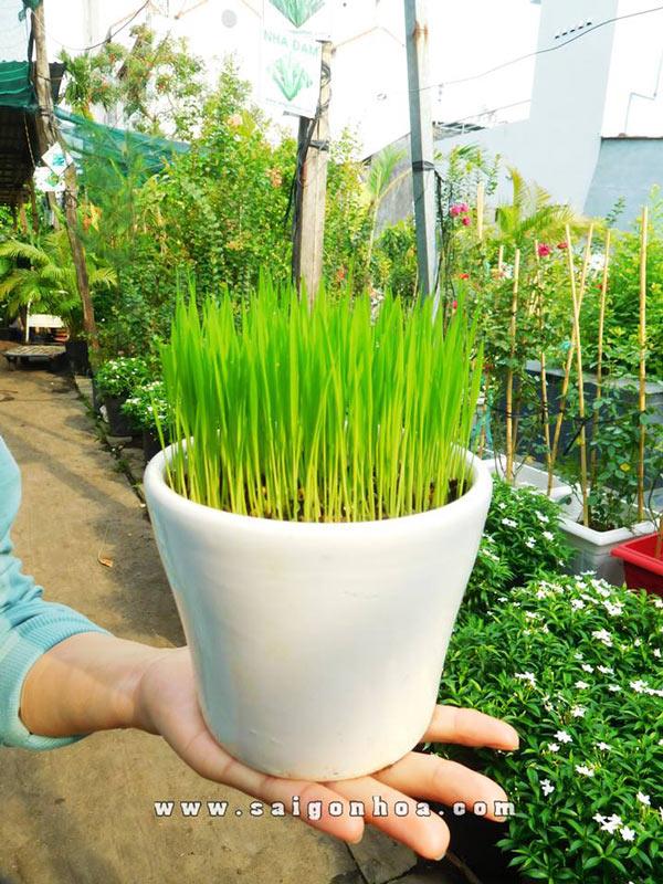 Cây Mạ Non • Sài Gòn Hoa - Cây Lúa Non Để Bàn
