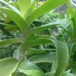 Một số bài thuốc chữa bệnh bằng cây lược vàng - Sở Y tế Nam Định