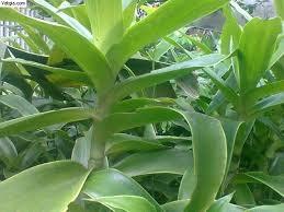 Một số bài thuốc chữa bệnh bằng cây lược vàng - Sở Y tế Nam Định