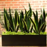 Cây lưỡi hổ có độc không?