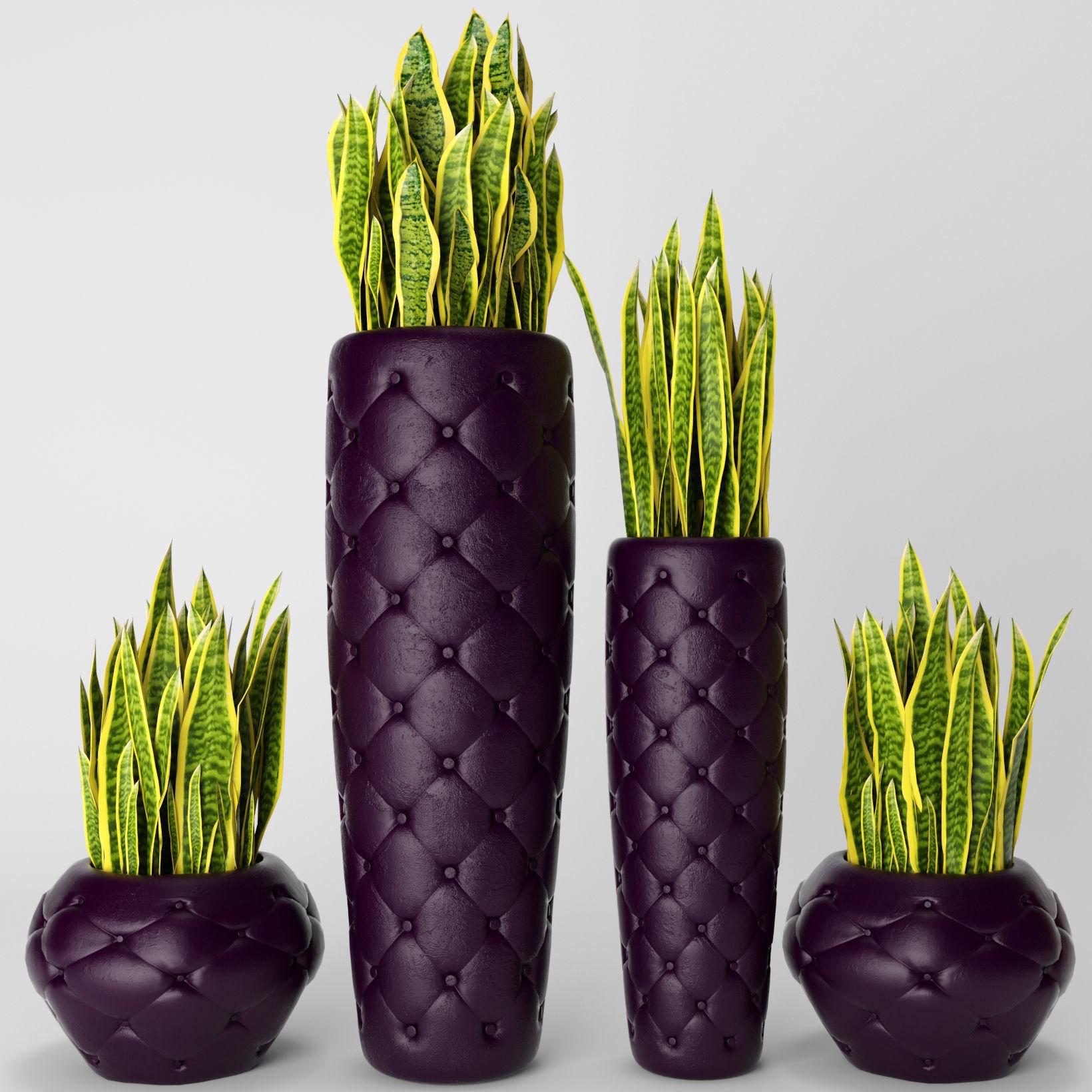 cay-luoi-ho-co-doc-khong