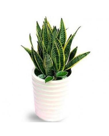 co-dat-duoc-cay-luoi-ho-trong-phong-ngu-khong