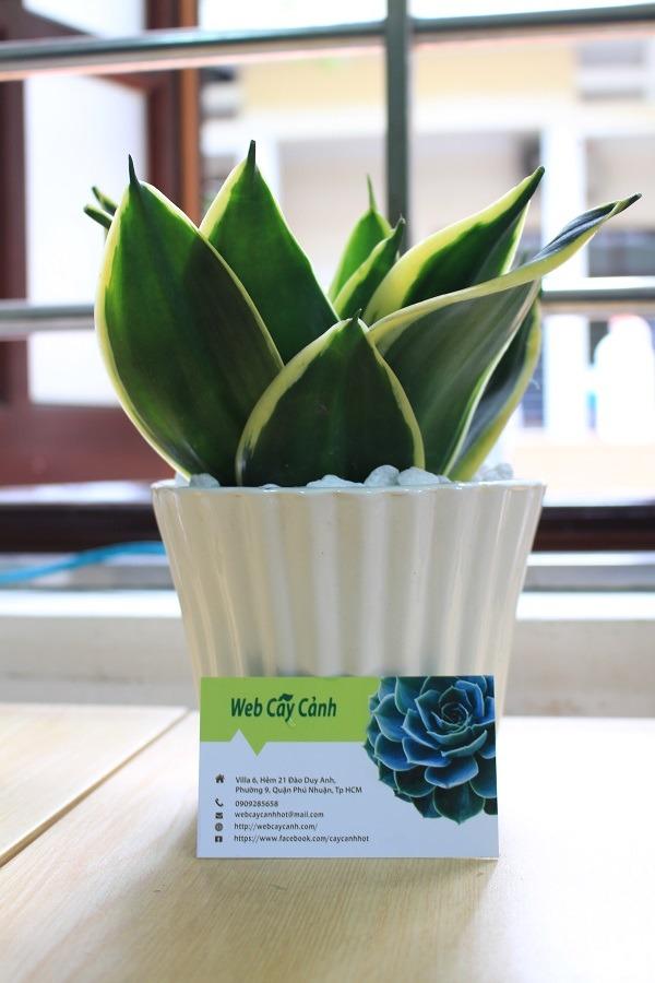 Tất cả những thông tin về cây lưỡi hổ thái