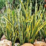 Cây Lưỡi Hổ Vàng: Ý Nghĩa Phong Thủy Và Tác Dụng - NAMIX