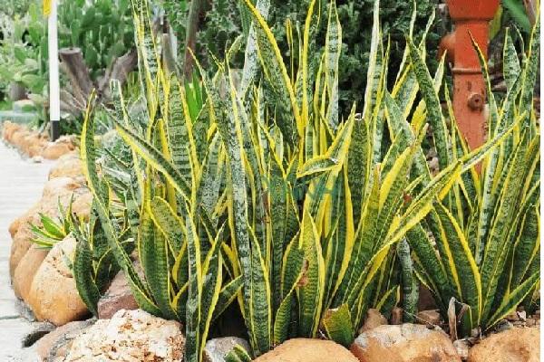 Cây Lưỡi Hổ Vàng: Ý Nghĩa Phong Thủy Và Tác Dụng - NAMIX