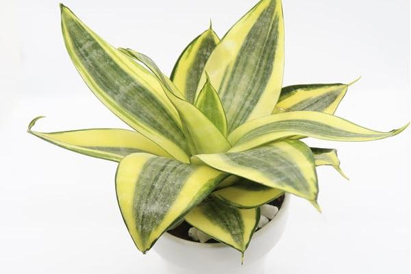 cây lưỡi hổ viền vàng hợp với tuổi nào