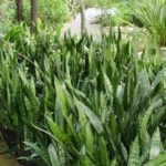 Cây Lưỡi Hổ Xanh: Ý Nghĩa Và Cách Chăm Sóc - NAMIX