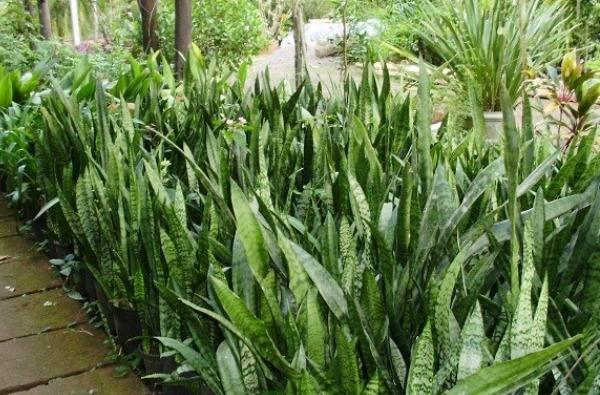 cây lưỡi hổ xanh