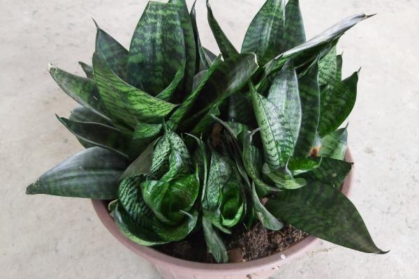 cây lưỡi hổ xanh hợp tuổi nào