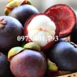 Cây giống măng cụt