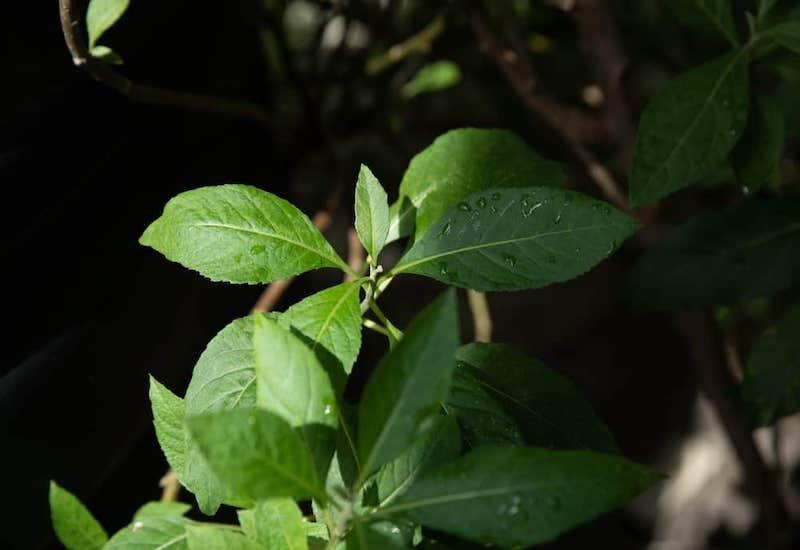 Cây mật gấu tuy đắng nhưng lại giã tật! - Medlatec