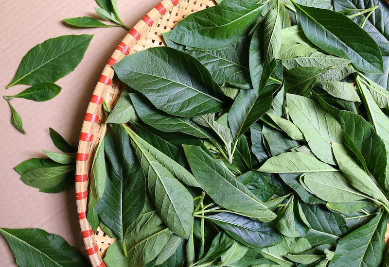 Đằng sau vẻ ngoài bình dị này của lá mật gấu là những lợi ích tuyệt vời đối với sức khỏe