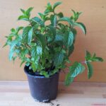 Cây Chocolate Mint và công dụng tuyệt vời !