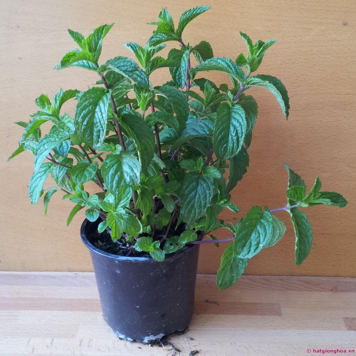 Cây Chocolate Mint và công dụng tuyệt vời !