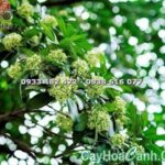 Cây Mò Cua - Cây hoa cảnh Việt Nam