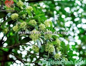 Cây Mò Cua - Cây hoa cảnh Việt Nam