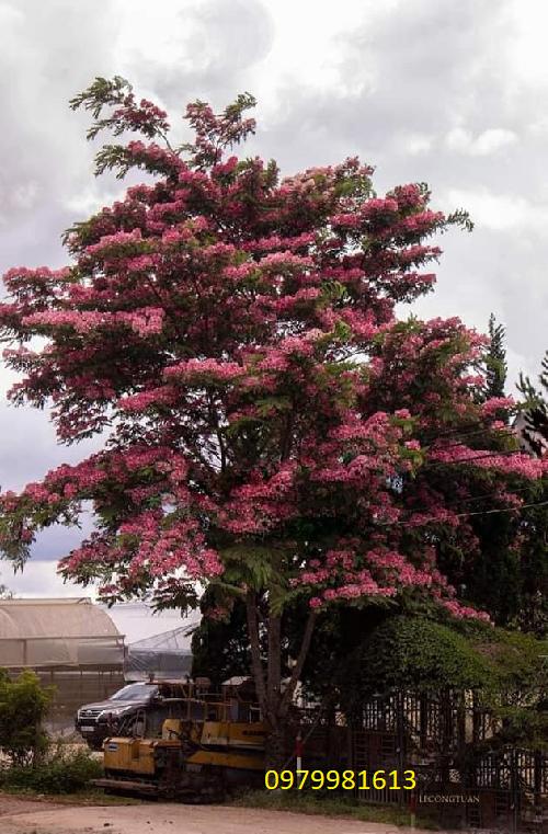 cay muong hoa dao trong tai Đà Lạt