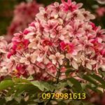 Bán cây muồng anh đào