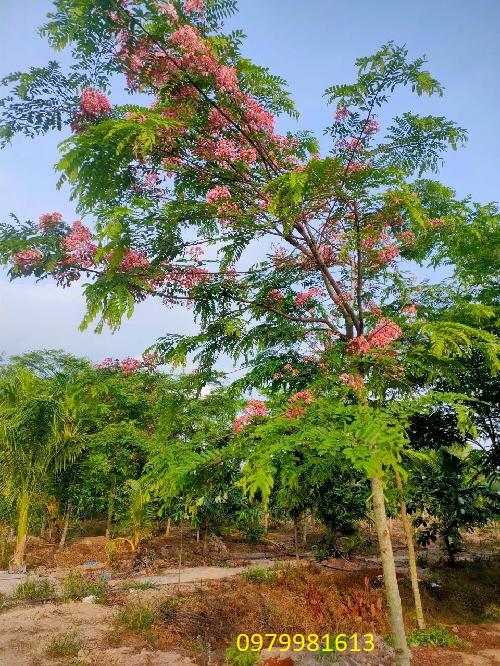 cay muong anh dao ra hoa tai vuon uom