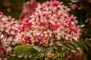 Bán cây muồng anh đào