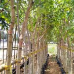 Cây muồng hoàng yến - Đặc điểm, ý nghĩa, hướng dẫn trồng và