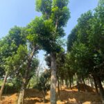 Cây hoa ngọc lan: đặc điểm, kỹ thuật trồng và chăm sóc