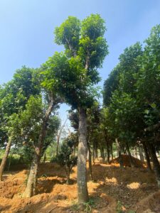 Cây hoa ngọc lan: đặc điểm, kỹ thuật trồng và chăm sóc