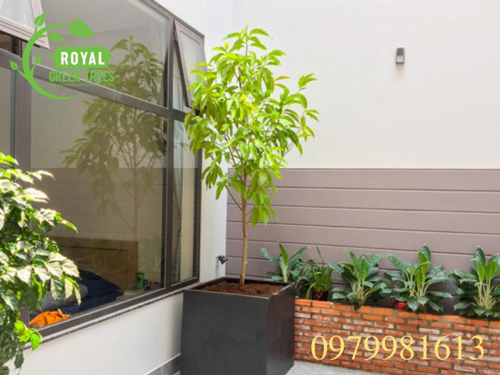 Cây ngọc lan trồng trong chậu