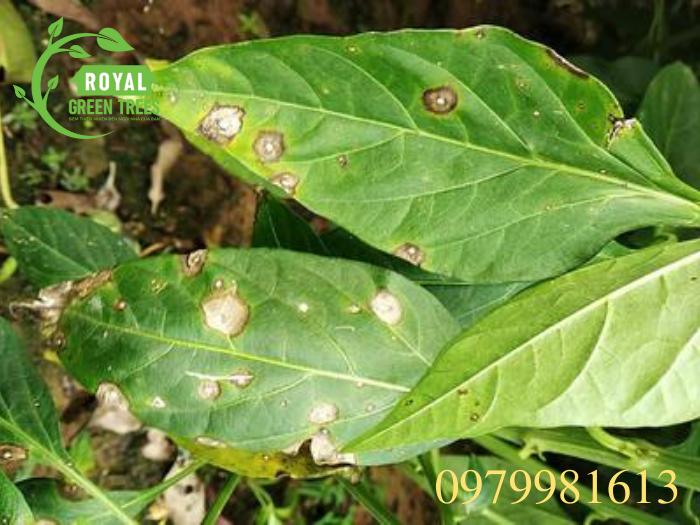 Bệnh đốm xám trên cây