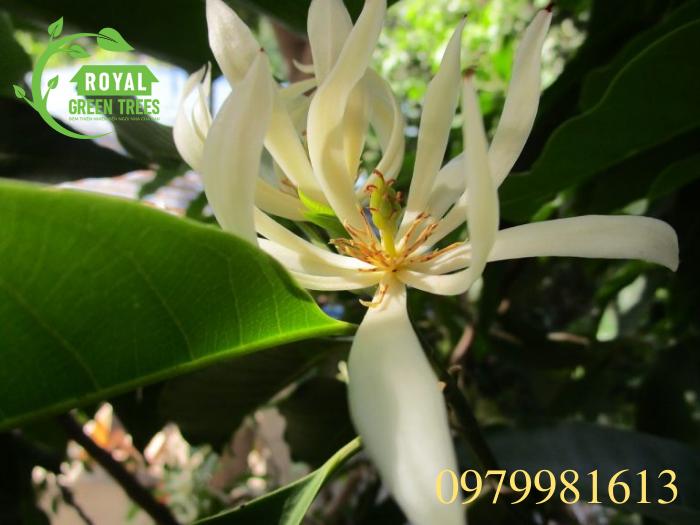 Hoa ngọc lan trắng