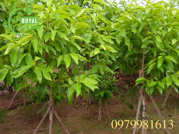 Trồng cây ngọc lan