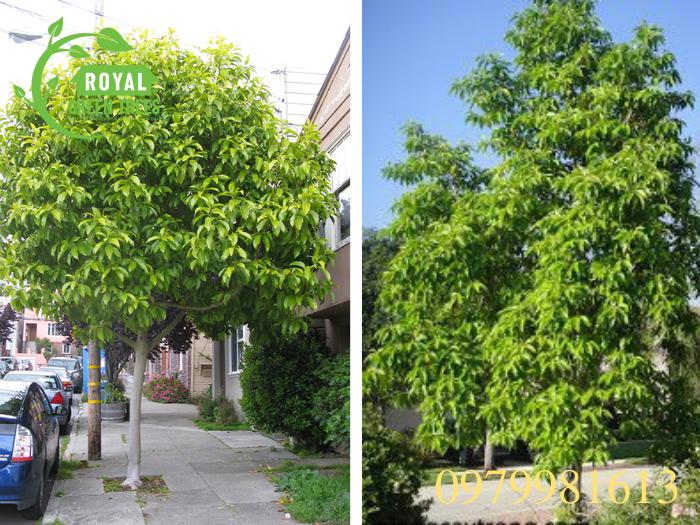 Cây ngọc lan trồng làm cảnh