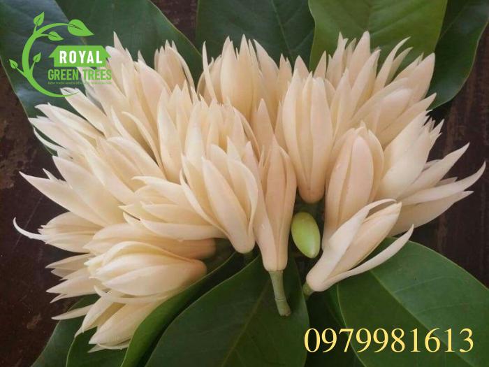 Hoa ngọc lan trắng dùng làm thuốc