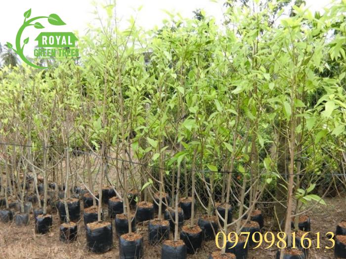 Cây ngọc lan giống