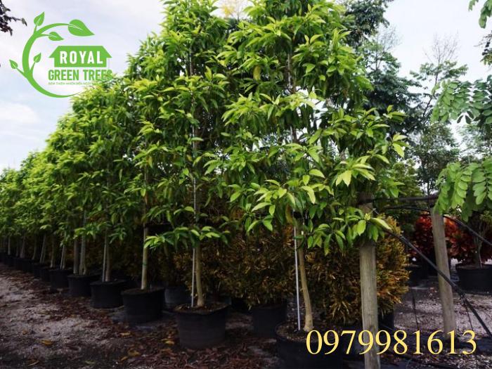 Trồng cây ngọc lan