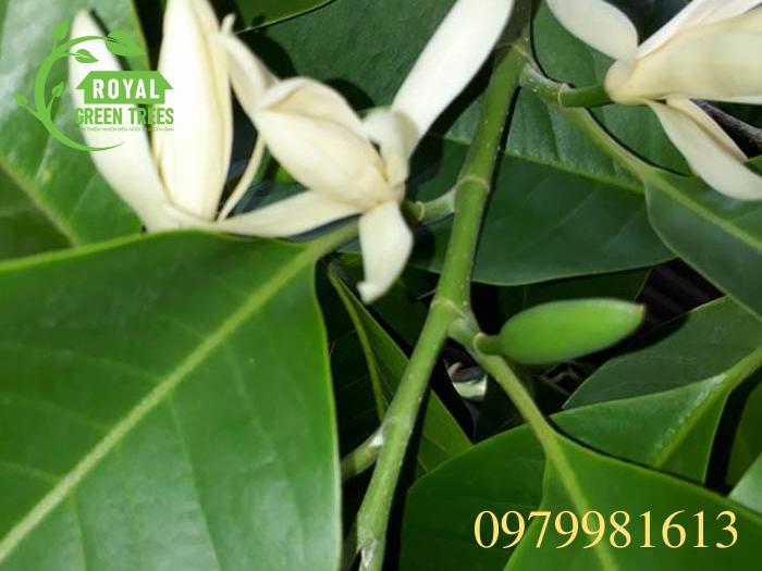 Cành cây ngọc lan và hoa ngọc lan