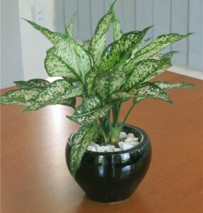 Cây ngọc ngân để bàn làm việc hợp mệnh gì, tuổi gì?