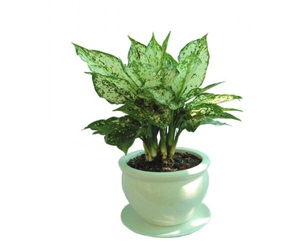 Cây ngọc ngân mang đến cảm giác bình yên