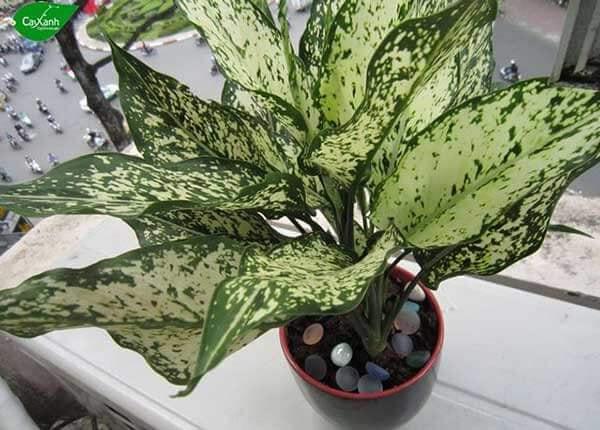 Cây ngọc ngân hợp mệnh gì?