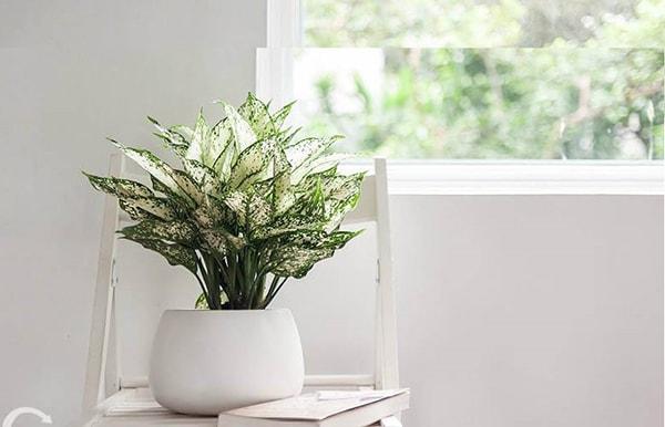 Bài trí cây ngọc ngân ở đâu trong văn phòng là hợp lý nhất?