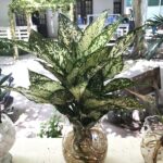 Cây Ngọc Ngân thủy sinh trong nước giá chỉ 155k - Web cây cảnh