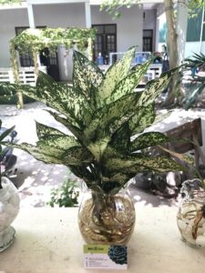 Cây Ngọc Ngân thủy sinh trong nước giá chỉ 155k - Web cây cảnh