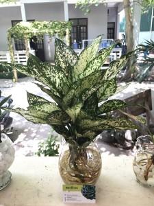 cay-ngoc-ngan-thuy-sinh-re