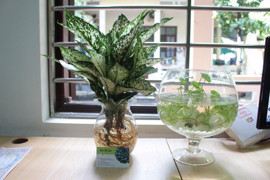 cây ngọc ngân thủy sinh đẹp