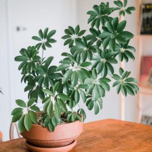 Cây ngũ gia bì có tác dụng gì đối với sức khỏe?