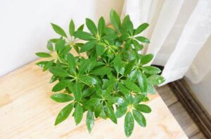 Cây Ngũ Gia Bì Hợp tuổi nào? - Web cây cảnh