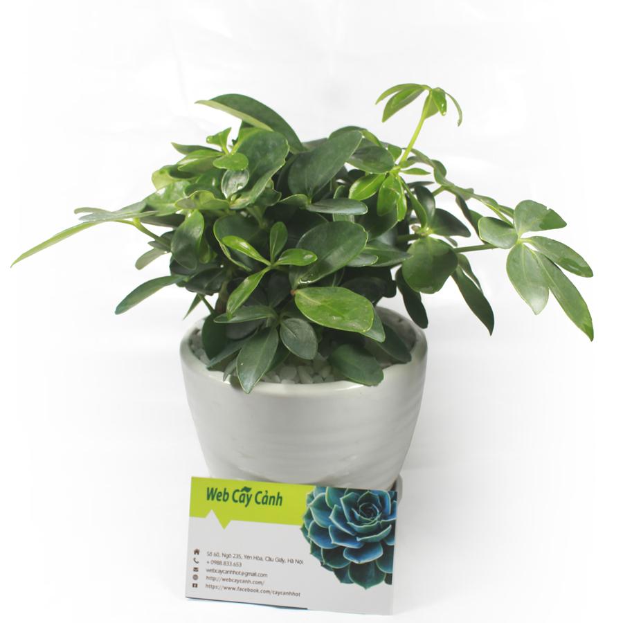 cay-ngu-gia-bi-gia-bao-nhieu